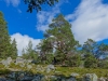 Leonie riding a tree (Cycle Touring Norway 2016)