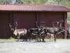 Rudolphs hanging about (Cycle Touring Norway 2016)