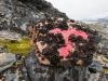 The red T (Cycle Touring Norway 2016)