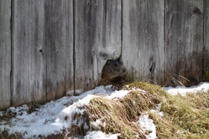 A cunning marmot (Cycling  Dolomites)