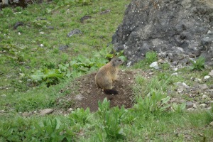 A marmot (Cycling Dolomites)