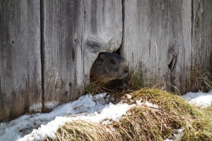 A marmot watches (Cycling Dolomites)