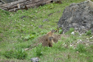 Marmots (Cycling  Dolomites)