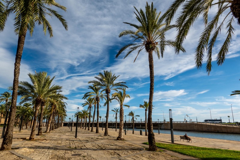 Palms in Palma (Cycling in Mallorca Oct 2025)