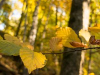 Autumn colours