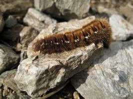 Caterpillar (Fagaras Mountains)
