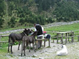 Donkeys (Fagaras Mountains)