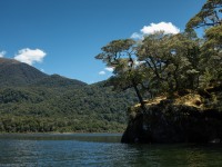 Lake and trees (Fiordland Dec 2020)