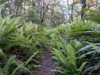 Walking (Fiordland Dec 2020)