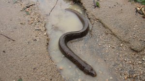 Poor Mr Eel (Ligar Bay)