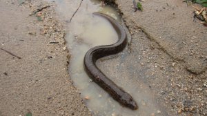 Poor Mr Eel (Ligar Bay)