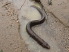 Poor Mr Eel (Ligar Bay)