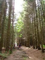 Road cycling in the forest (Freiburg, Germany)