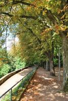 Trees (Freiburg, Germany)