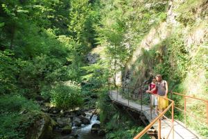 Walking down through the gorge (Freiburg, Germany)