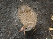 A little weka chick (Abel Tasman NP)