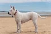 Diesel on the beach again (Wainui, Golden Bay)