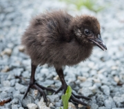 Weka chick (Golden Bay)