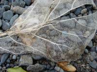 Leaf (Hen Island)