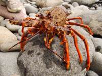 Mr crayfish (Hen Island)