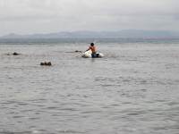 Norton goes on an adventure (Hen Island)