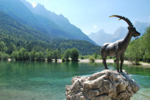 Animal and lake (Triglav Nat. Park, Slovenia)