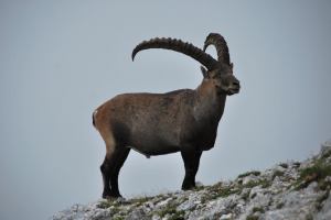 Animal close up (Triglav Nat. Park, Slovenia)
