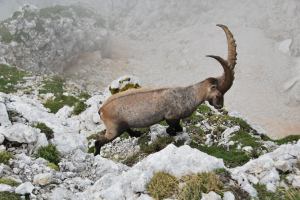 Animal near by (Triglav Nat. Park, Slovenia)