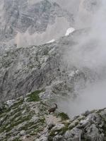 Animal on ridge (Triglav Nat. Park, Slovenia)