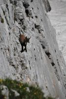 Animal on rocks 2 (Triglav Nat. Park, Slovenia)