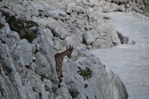 Animal on rocks (Triglav Nat. Park, Slovenia)