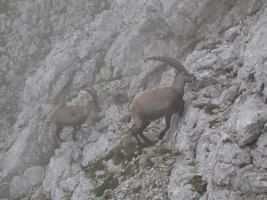 Animals climbing (Triglav Nat. Park, Slovenia)