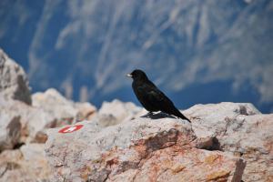 Bird (Triglav Nat. Park, Slovenia)