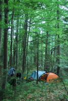Campsite amongst the trees (Triglav Nat. Park, Slovenia)