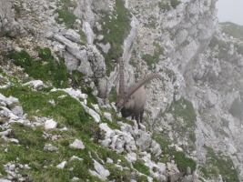 Crazy animal (Triglav Nat. Park, Slovenia)