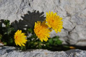 Flowers  (Triglav Nat. Park, Slovenia)