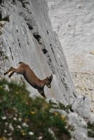 Jumping animal (Triglav NP, Slovenia)