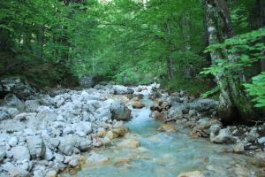 River (Triglav Nat. Park, Slovenia)