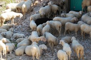 Sheep (Triglav Nat. Park, Slovenia)