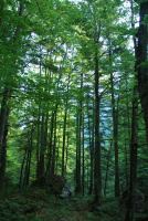 Trees near camp (Triglav Nat. Park, Slovenia)