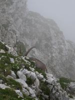 What is that (Triglav Nat. Park, Slovenia)