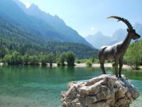 Animal and lake (Triglav Nat. Park, Slovenia)