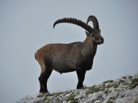Animal close up (Triglav Nat. Park, Slovenia)
