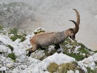 Animal near by (Triglav Nat. Park, Slovenia)