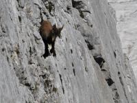 Animal on rocks 2 (Triglav Nat. Park, Slovenia)