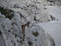 Animal on rocks (Triglav Nat. Park, Slovenia)