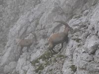 Animals climbing (Triglav Nat. Park, Slovenia)