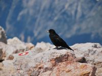 Bird (Triglav Nat. Park, Slovenia)
