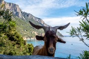 A goatie friend (Holidays in Sardinia May 2023)