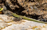 Mr Lizard (Holidays in Sardinia May 2023)